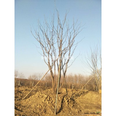 安徽香樟介绍/特征/用途