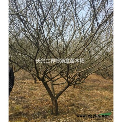 长兴香樟供应，香樟价格