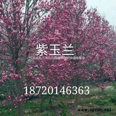 江西8-30公分广玉兰介绍/特征/用途