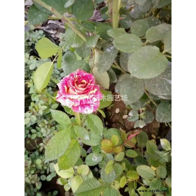 广玉兰、白玉兰、紫玉兰、黄玉兰、银杏、法桐、紫叶桃