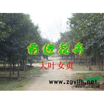 大叶女贞、广玉兰、香樟、朴树