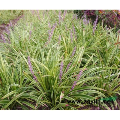 银杏.紫叶矮樱.小叶女贞.灯台树