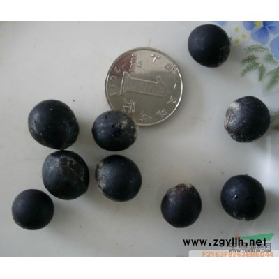 江苏沭阳低价供应批发银杏树 白果 银杏种子 银杏树种子