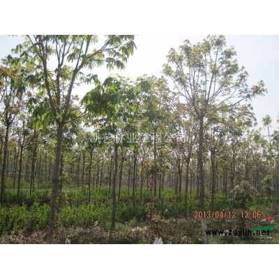 玉兰 黄玉兰 红玉兰 白玉兰 广玉兰 红黄白玉兰 各种规格