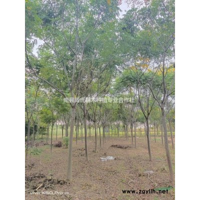 湖南南县大量供应8-22公分广玉兰