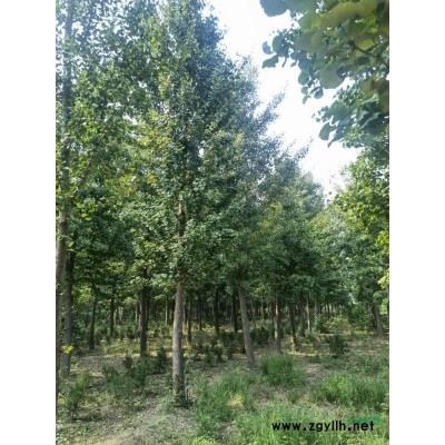 处理3500棵13以上银杏