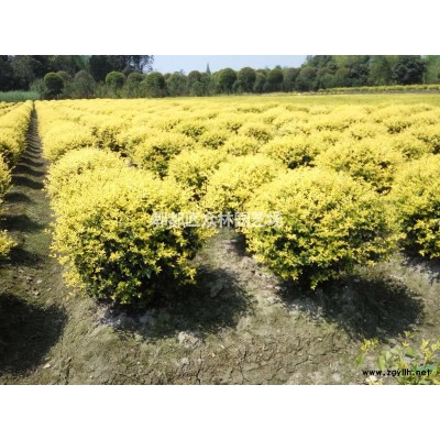 四川成都银杏价格，银杏基地批发