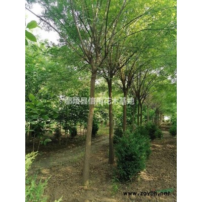 河南广玉兰，报价8公一15公，90一900元