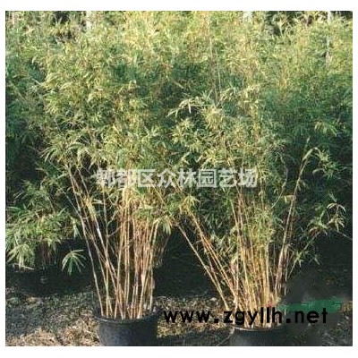 四川成都广玉兰价格，广玉兰基地批发