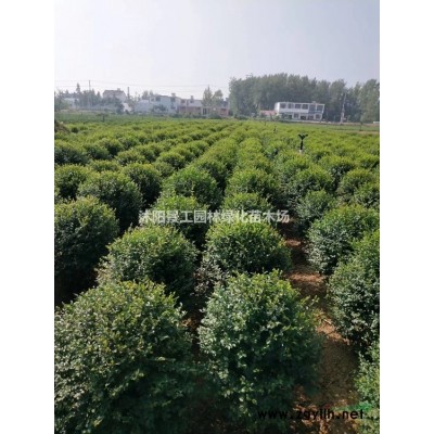 优质特价广玉兰 江苏精品广玉兰基地 广玉兰价格行情