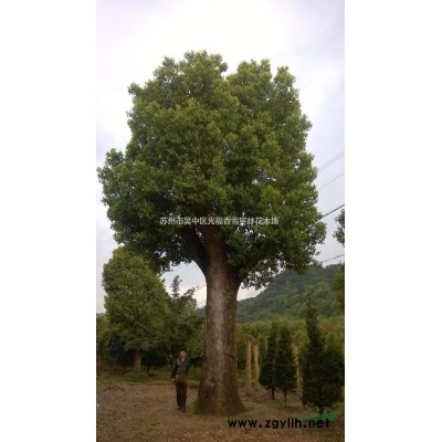 广玉兰 白玉兰 紫玉兰 红玉兰 各种玉兰品种供应