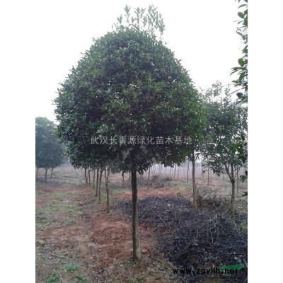 10-12-15-18公分银杏供应~~~~~~~~~~