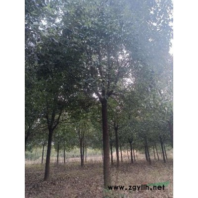 精品全冠香樟  黑土 田苗