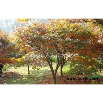 广玉兰图片\广玉兰报价 广玉兰价格