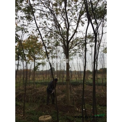 广玉兰供应，精品苗，海宁振华苗木