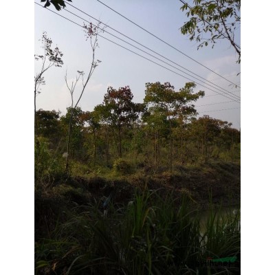 广玉兰10-18公分