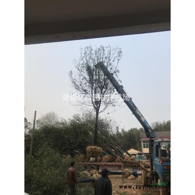 湖南广玉兰报价、18cm广玉兰、20cm广玉兰