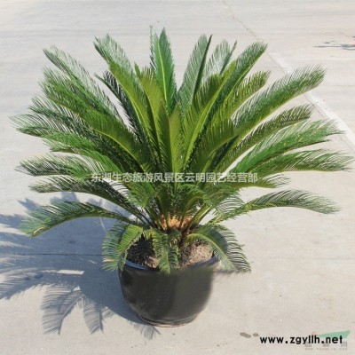 武汉白兰花白玉兰树苗冬青枸骨银杏树庆典花卉造景常绿树苗