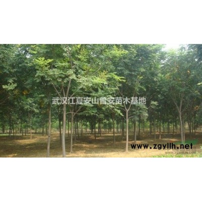 银杏A  径20公分 冠3米 高7米