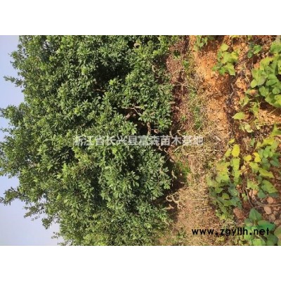 浙江大广玉兰批发货源湖州长兴