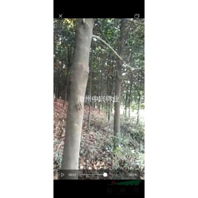 广玉兰（胸径10-25公分）