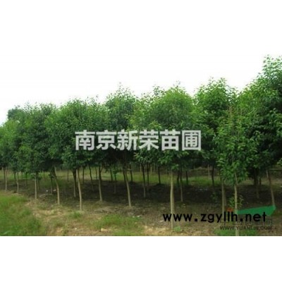 大量的供应15的广玉兰