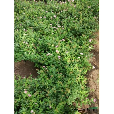 江苏供应银杏规格*