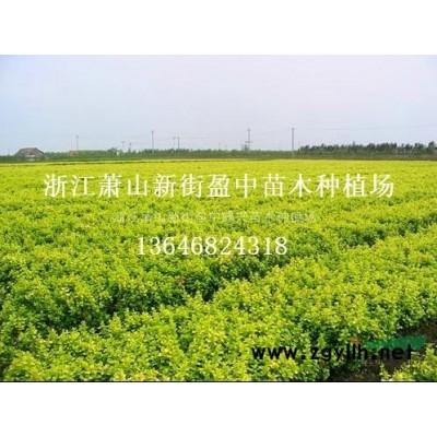 供应银杏-银杏价格-银杏图片图3