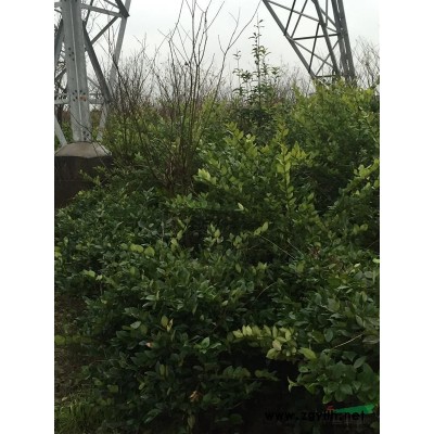 处理6颗30以上香樟