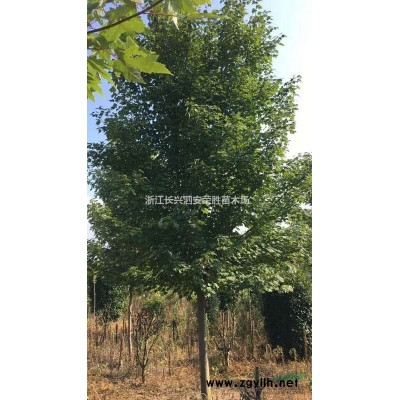 浙江丛生移栽香樟批发/供应