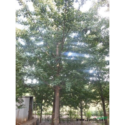 30——50公分江苏银杏