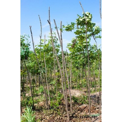 6公分-25公分及以上香樟带冠大量供应