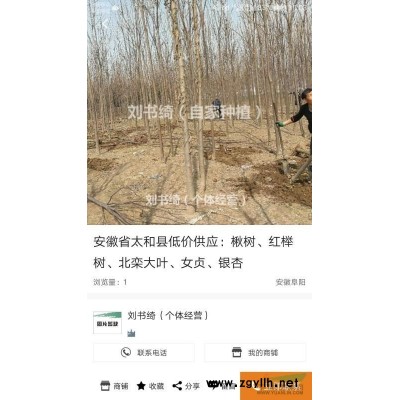 清地销售好苗木：楸树，榉树，北栾，银杏，大叶女贞。