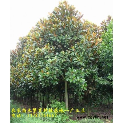 供应香樟、银杏、国槐、香花槐、盘槐、龙爪槐