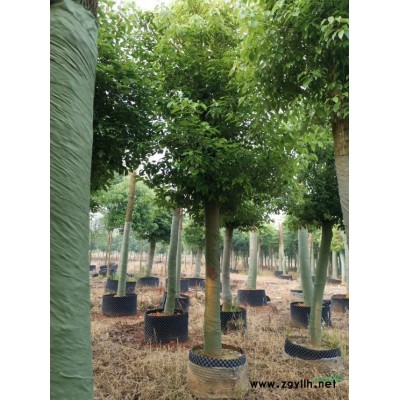 移植骨架大香樟