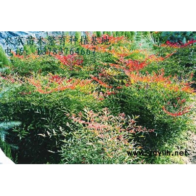 花木价格，苗木价格-广玉兰，八月桂花，紫薇，石楠