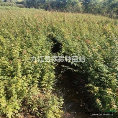 香樟小苗种植区 批发香樟小苗 香樟小苗盆栽绿化