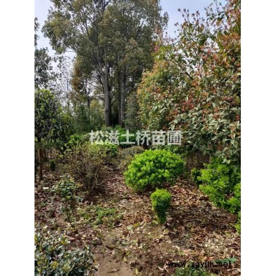 出售米径2-5公分银杏苗，胸径20-30厘米香樟，胸径5-12厘米桂花，胸径15-25厘米广玉兰