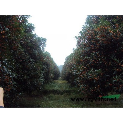 造型罗汉松、桂花、香樟、红花继木、杜鹃、茶花、广玉兰、