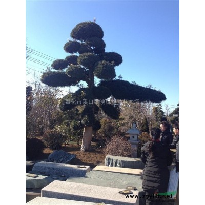 罗汉松、红枫、乐昌含笑、杜英、香樟、四季桂等