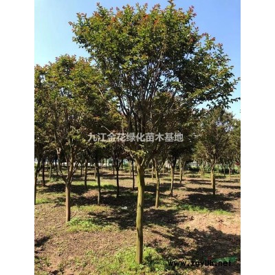 九江金花苗木基地供应银杏苗木，各种规格都有，欢迎您来电咨询