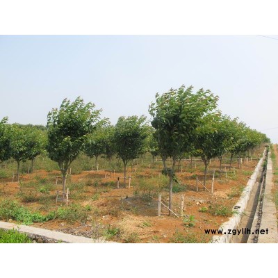 嵊州广玉兰/广玉兰价格