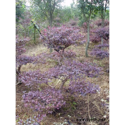 底价供应广玉兰，乐昌含笑，杜英