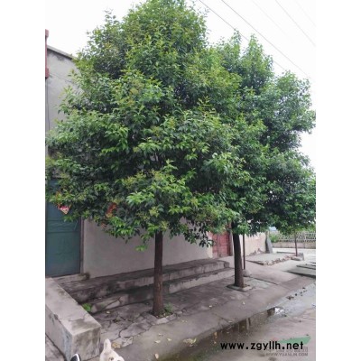 30公分广玉兰