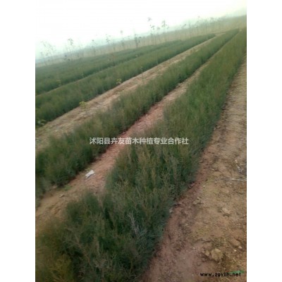 荷花玉兰 广玉兰藤本爬藤裸根苗价格？荷花玉兰