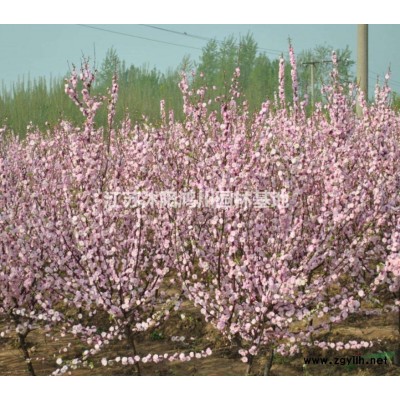 江苏沭阳广玉兰价格/图片/性能