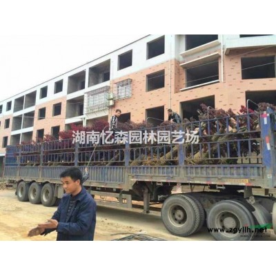 批发8--20cm湖南银杏、银杏价格、原生银杏树