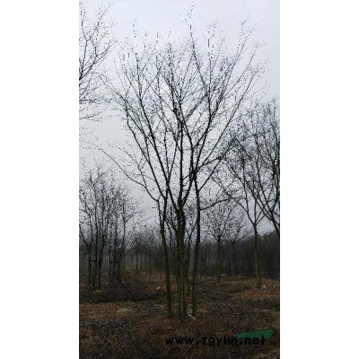 常年供应广玉兰