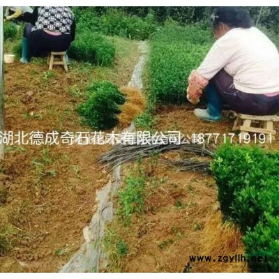 湖北广玉兰3介绍/特征/用途