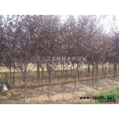 供应”广玉兰“当年生小苗、价格低廉、繁殖快、生活率高、